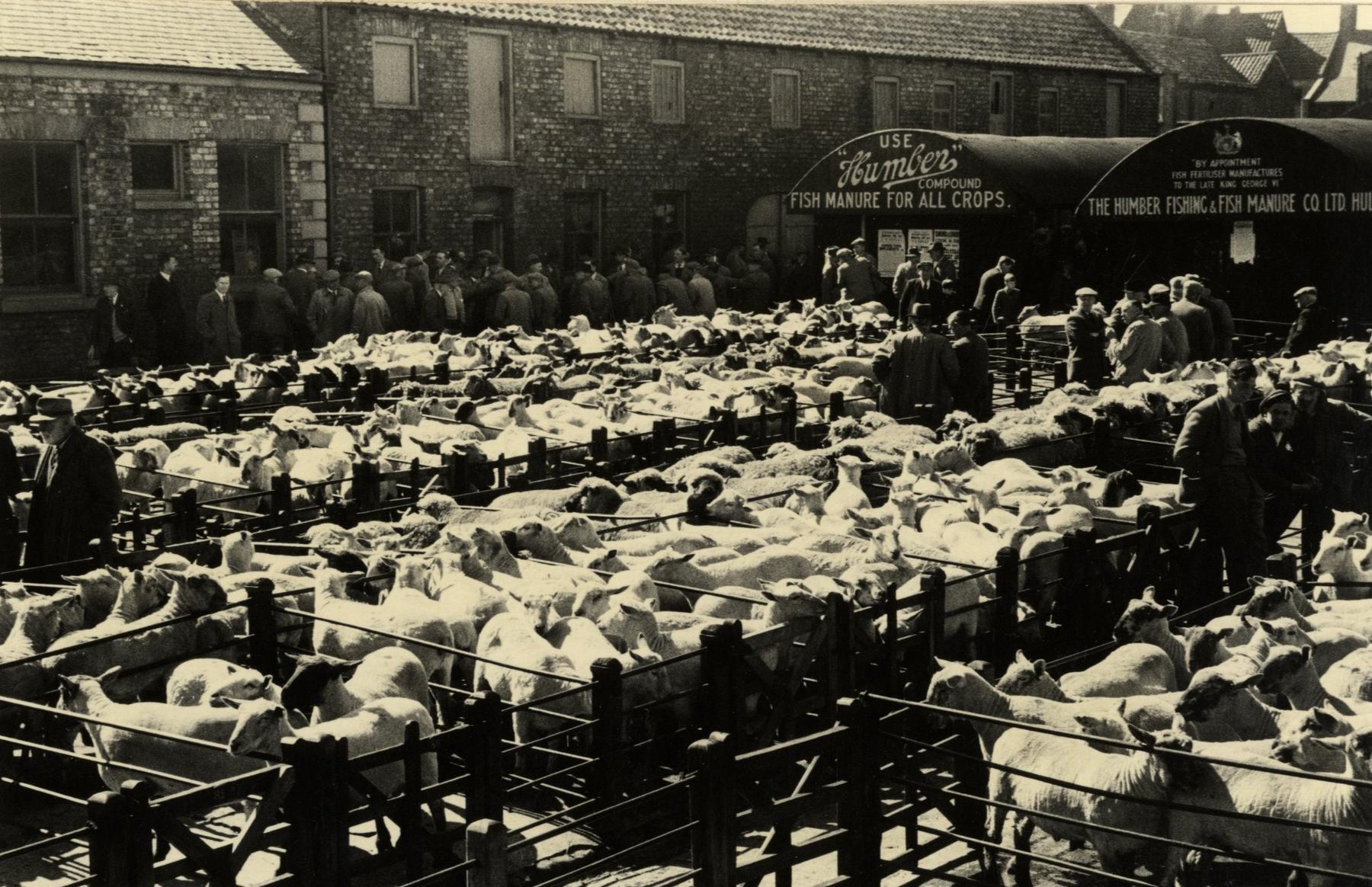 File:Driffield Cattle Market 1953 (archive ref PH-4-11) (29964024723).jpg - a banana with a pinoyo o